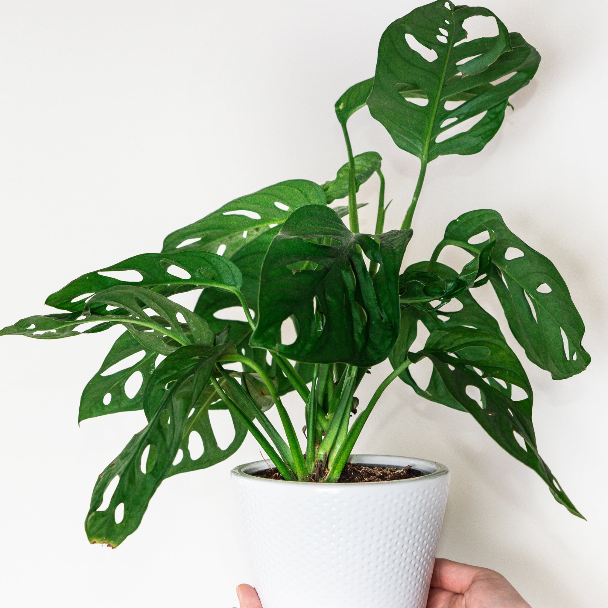 Swiss Cheese Monstera – Jardineries Botanix