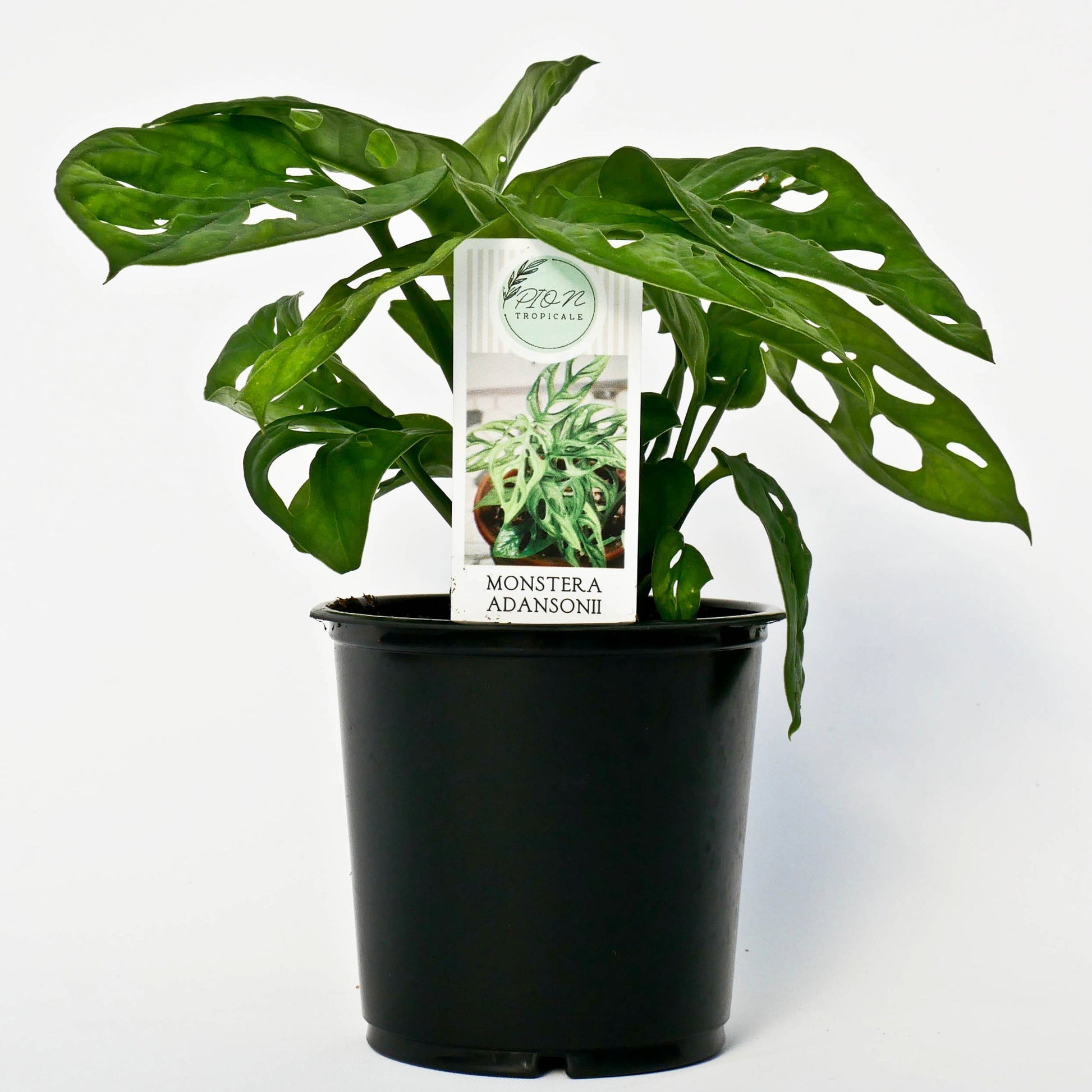 monkey mask plant vs swiss cheese Swiss Cheese Monstera – Jardineries Botanix