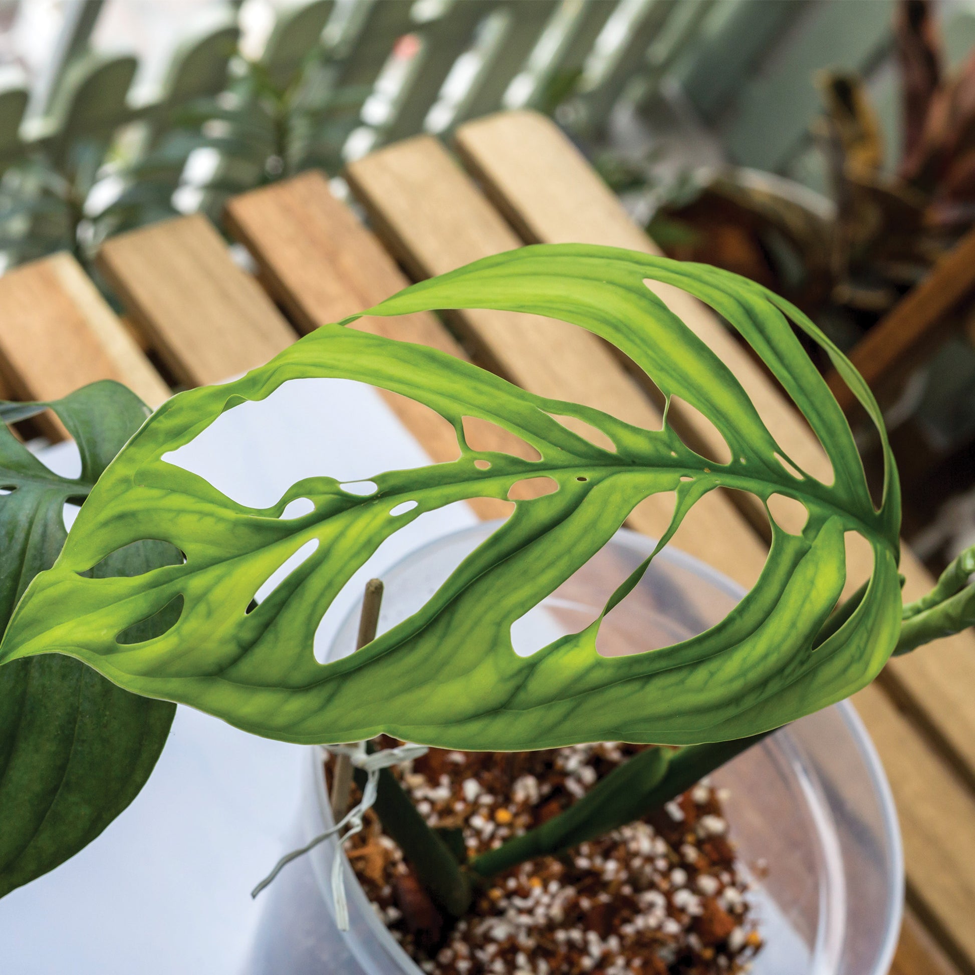 monstera adansonii vs esqueleto Esqueleto' Monstera – Jardineries Botanix