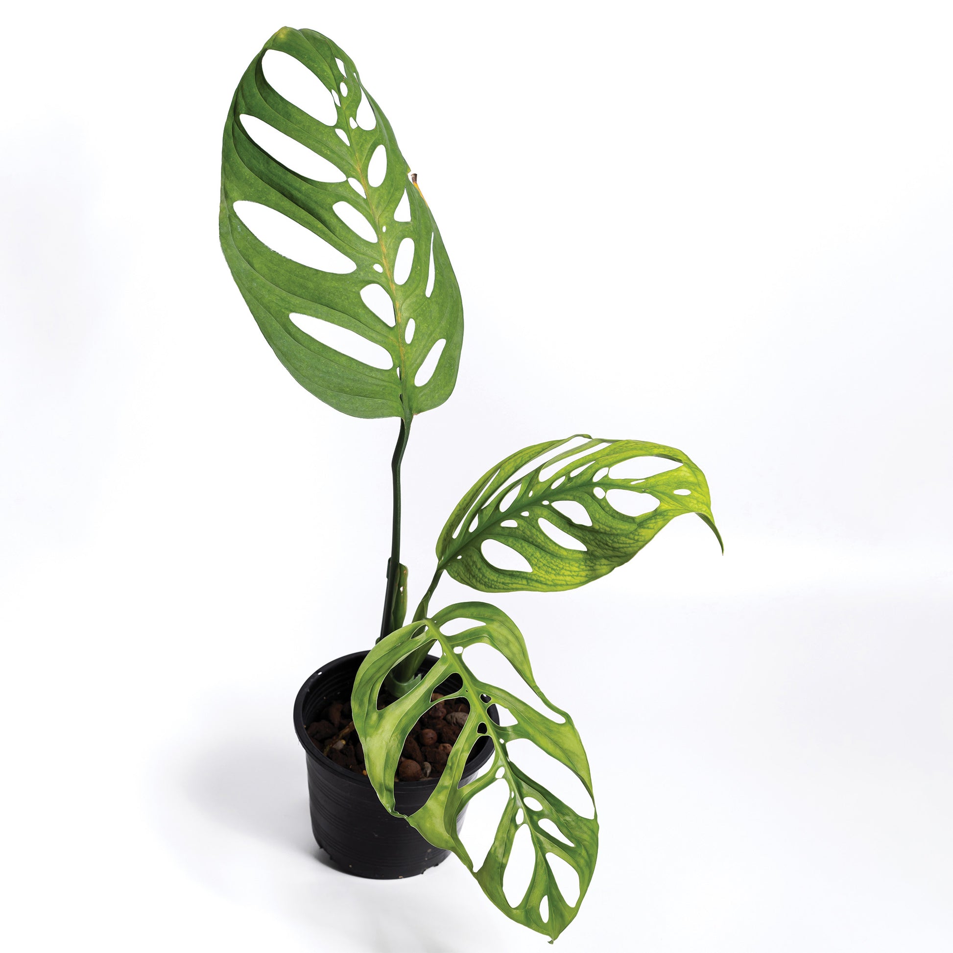 monstera epipremnoides Esqueleto' Monstera – Jardineries Botanix