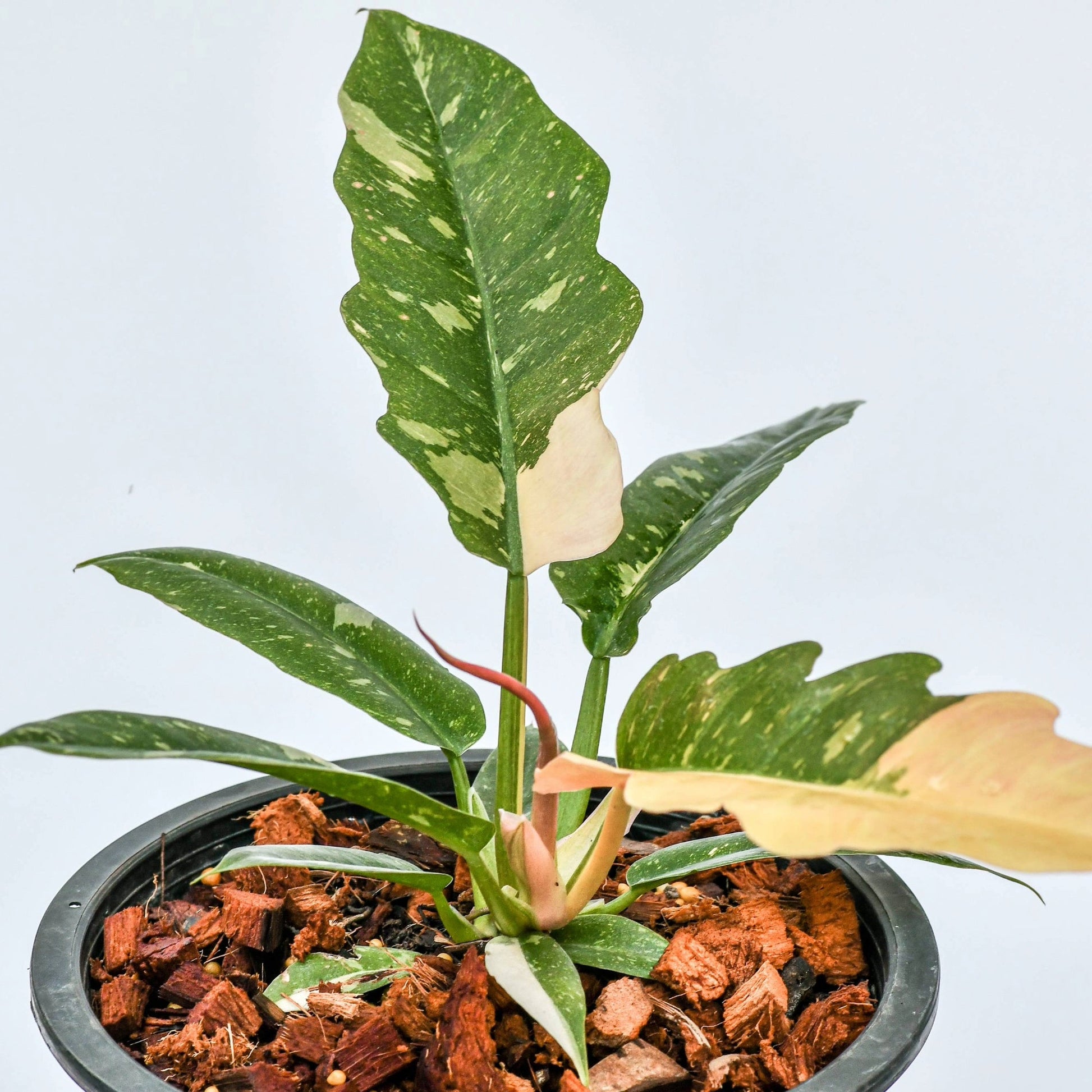 anthurium ring of fire Ring of Fire' Philodendron – Jardineries Botanix