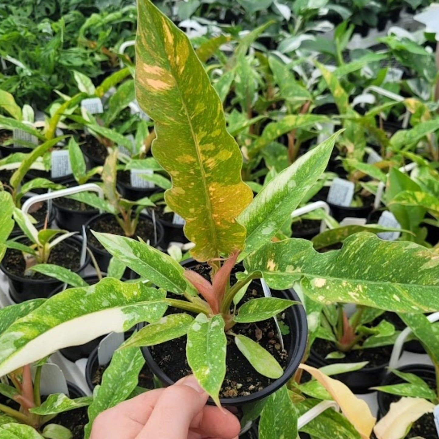 does philodendron ring of fire climb Ring of Fire' Philodendron – Jardineries Botanix