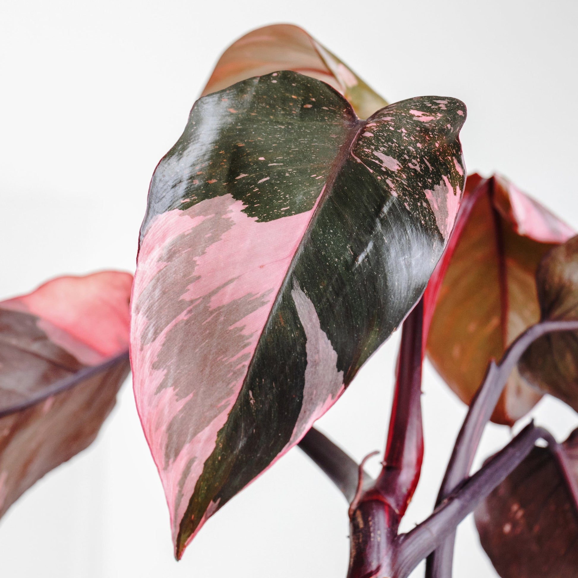 philodendron feuille Pink Princess' Philodendron – Jardineries Botanix
