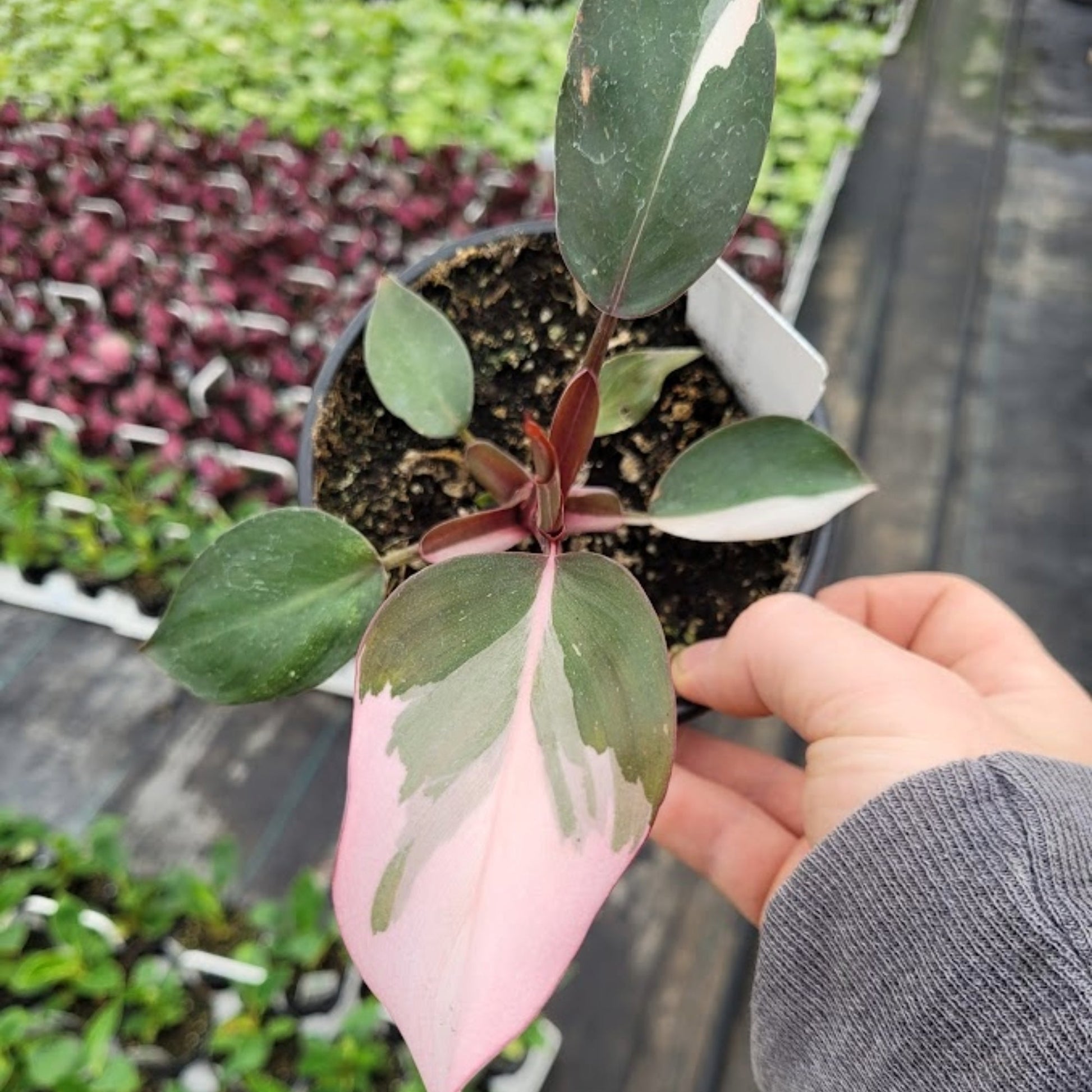 pink princess philodendron bulbs Pink Princess' Philodendron – Jardineries Botanix