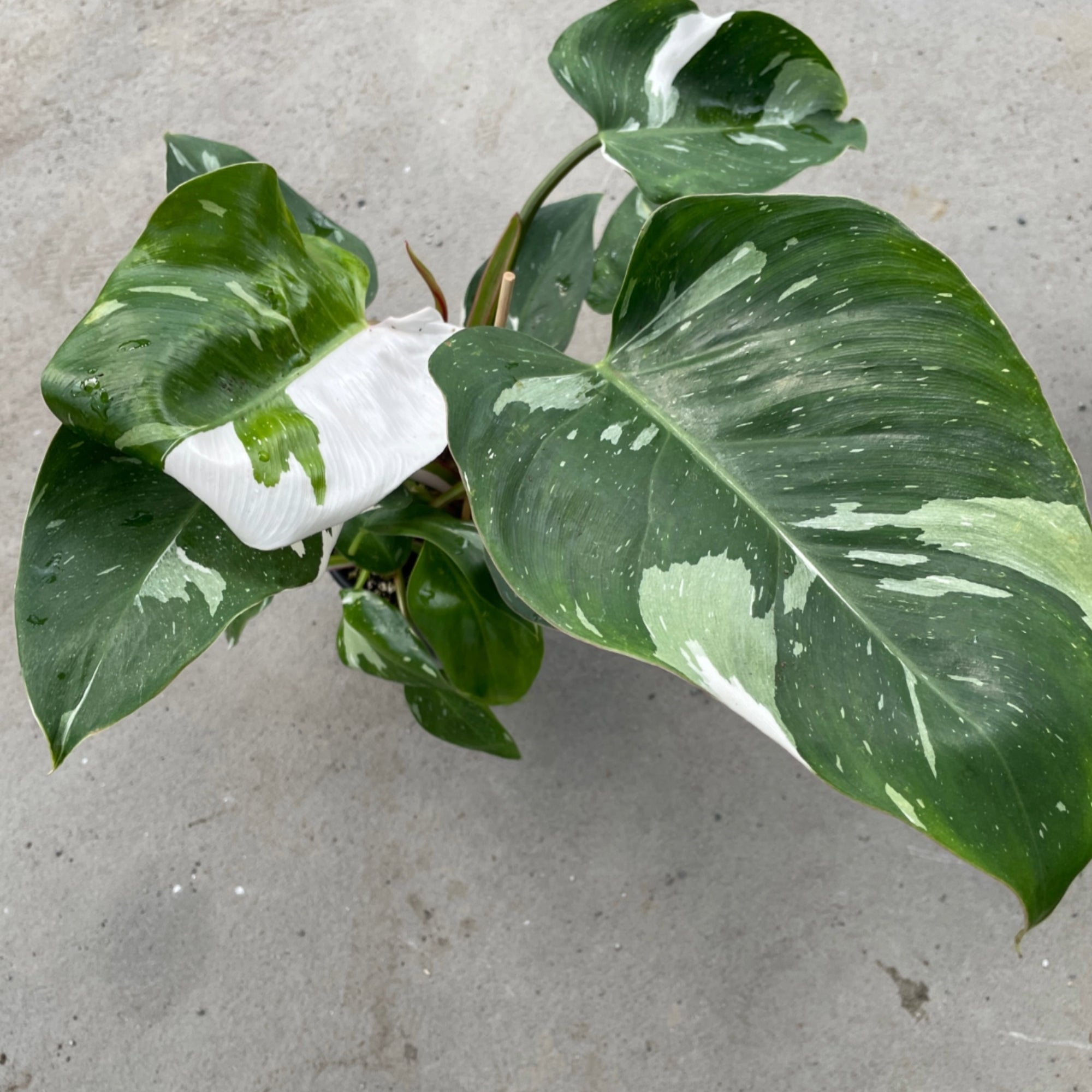 Philodendron White Princess WPP D14 High shops Variegation!