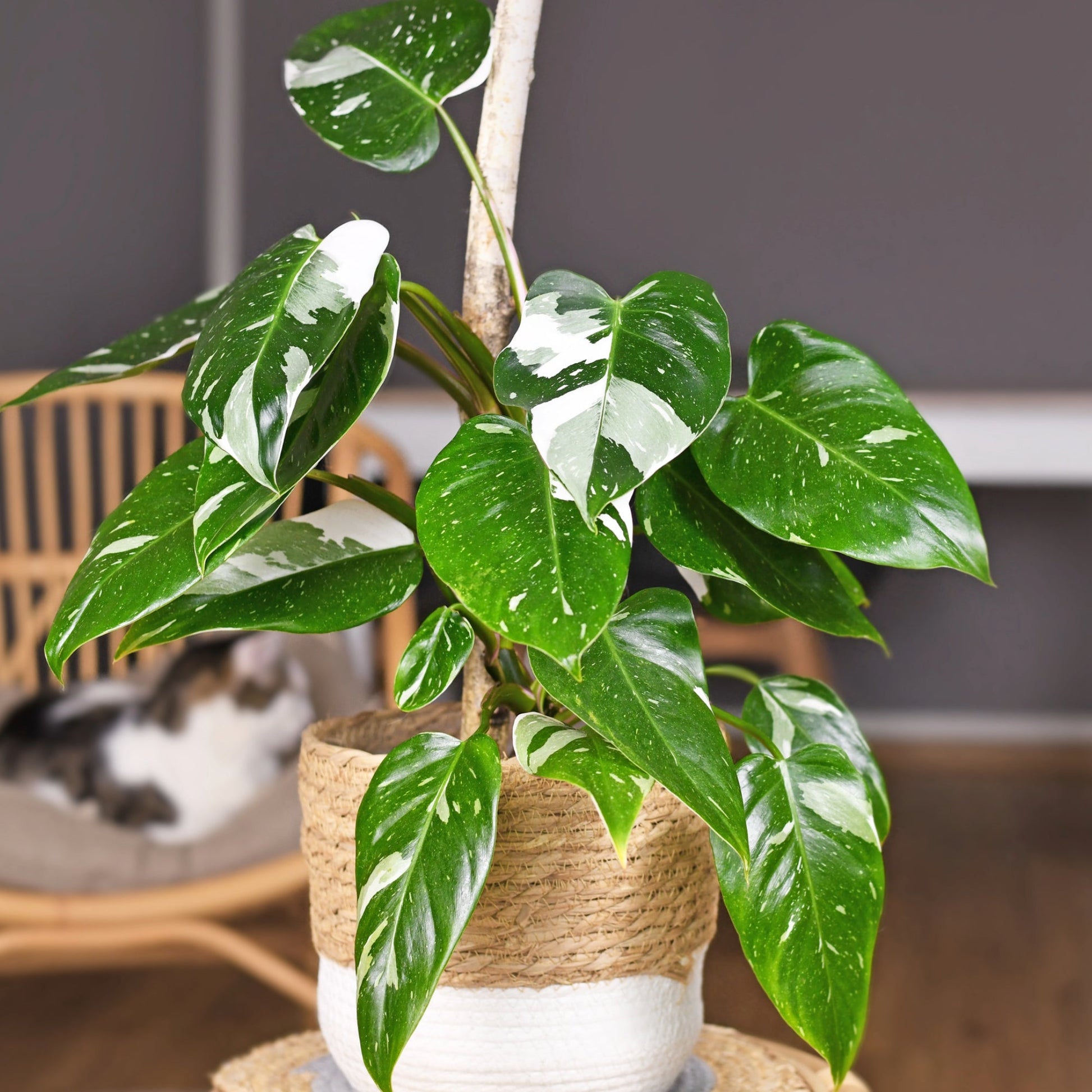 le philodendron Philodendron 'White Princess' | Description and Care