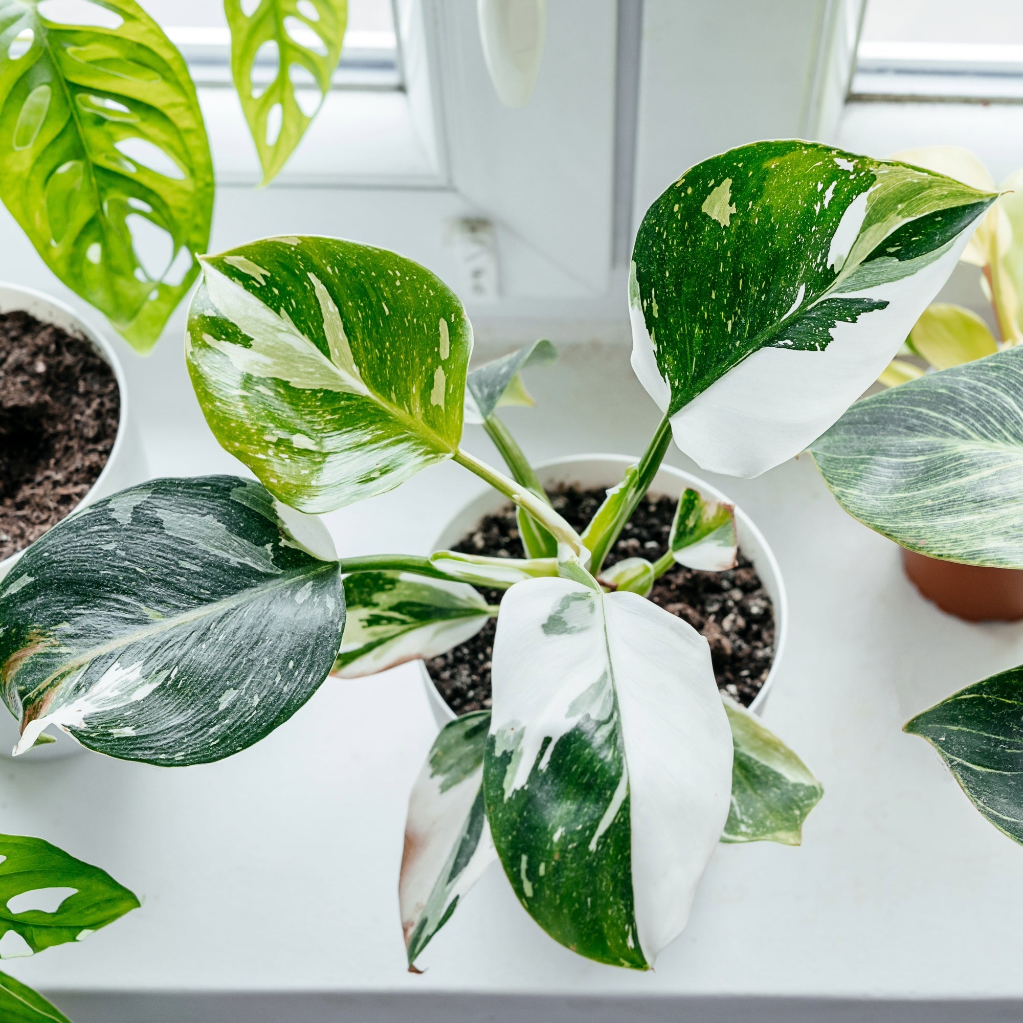 White Princess selling Philodendron