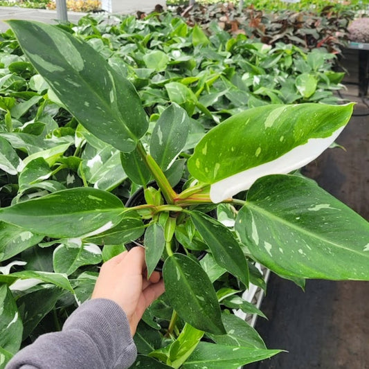 White Princess' Philodendron 