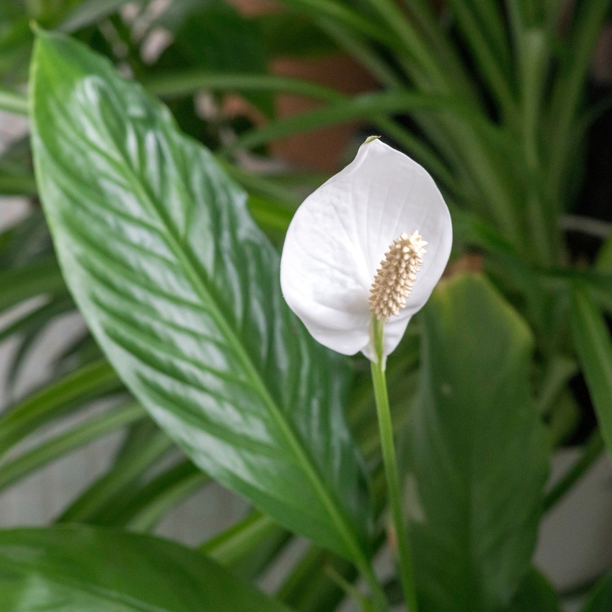 peace lily in french Endless Bloom | Peace Lily | Spathiphyllum