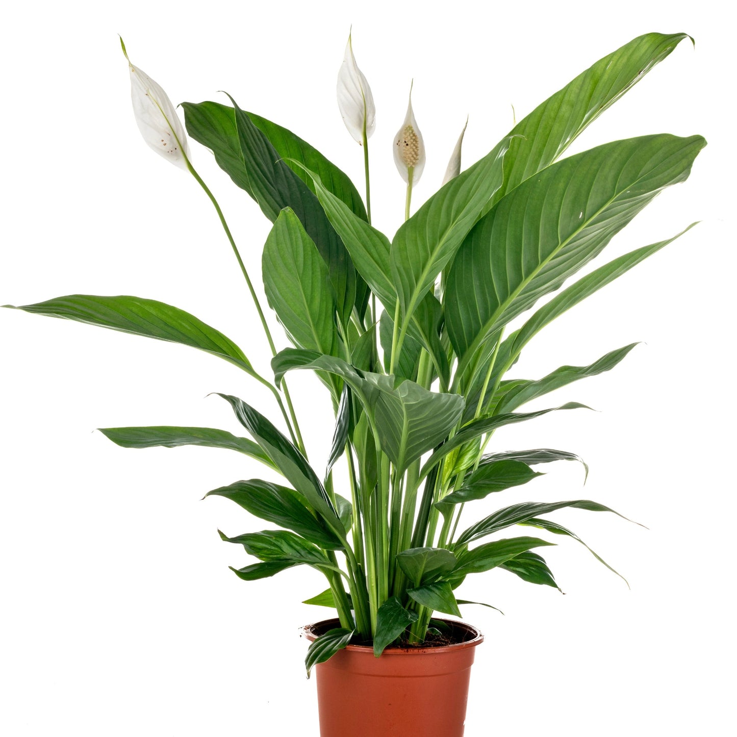 Peace Lily