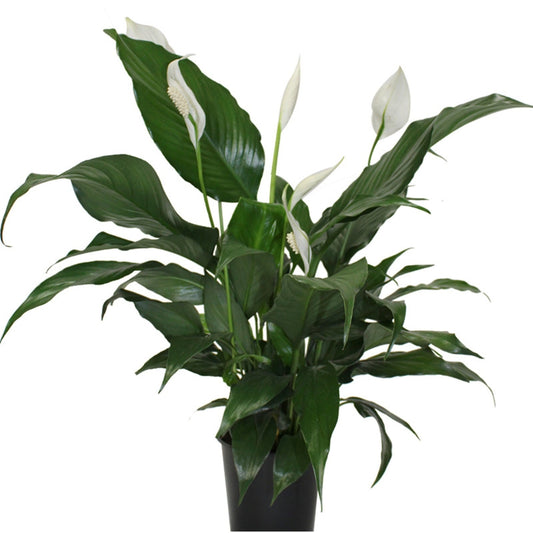 Peace Lily