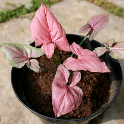 Syngonium 'Pink Perfection'