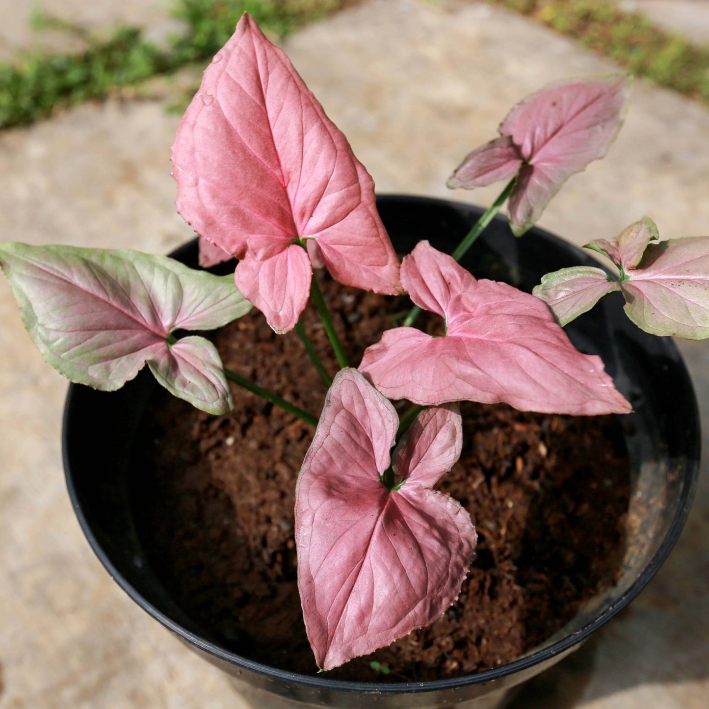 Syngonium 'Pink Perfection'