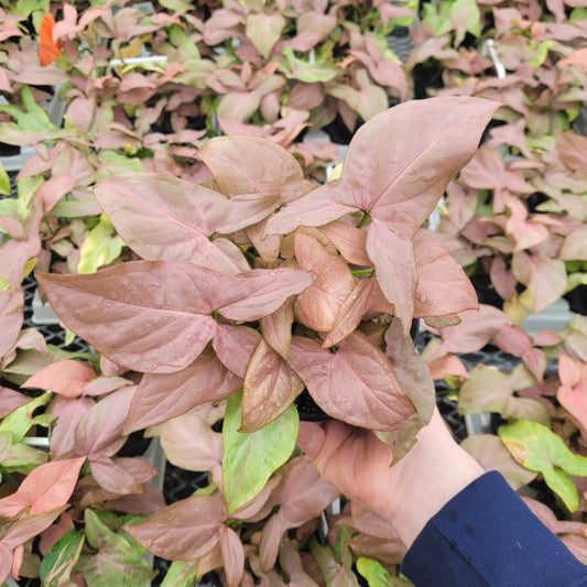 Pink Perfection' Arrowhead Vine