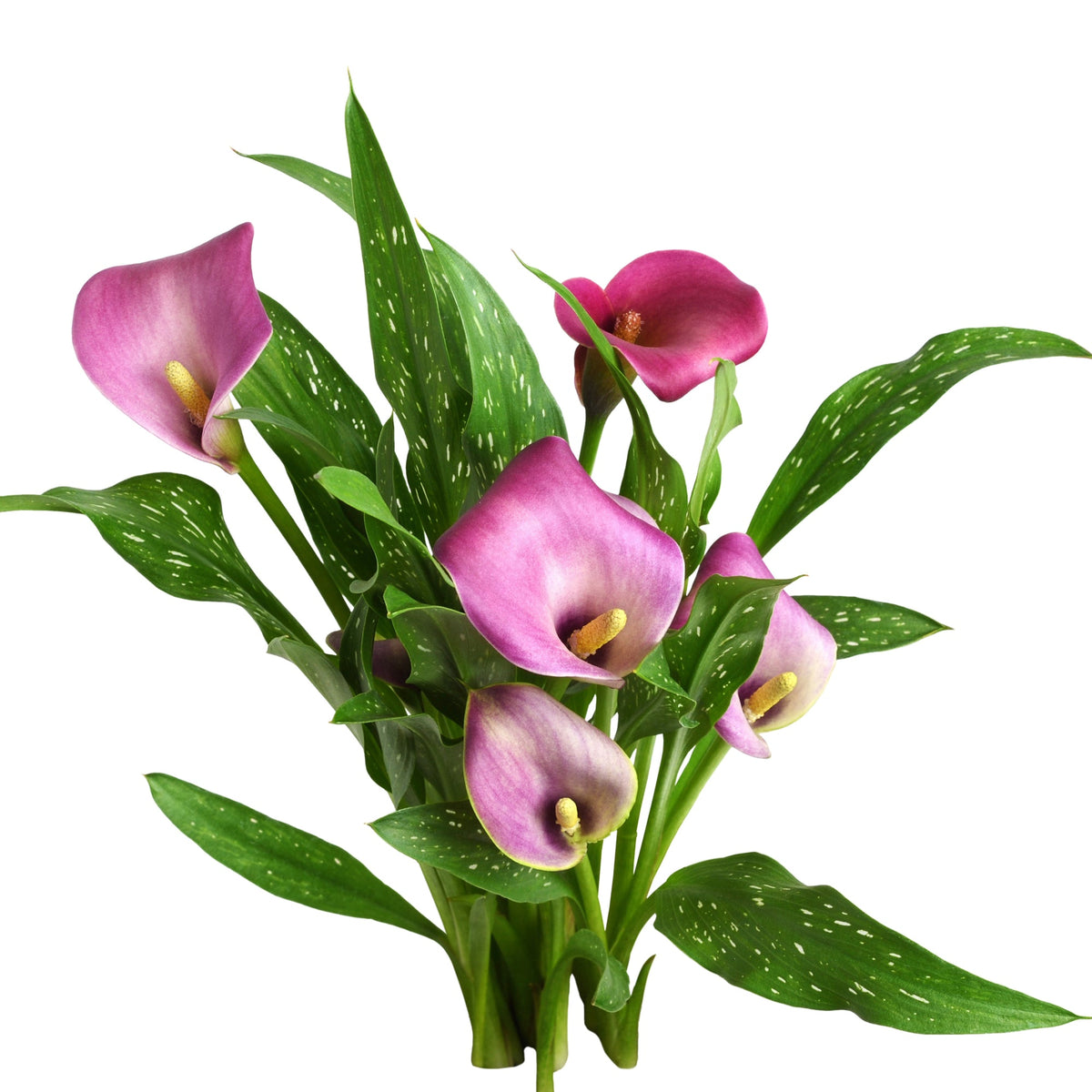 Calla Rosa Calla Lily – Jardineries Botanix