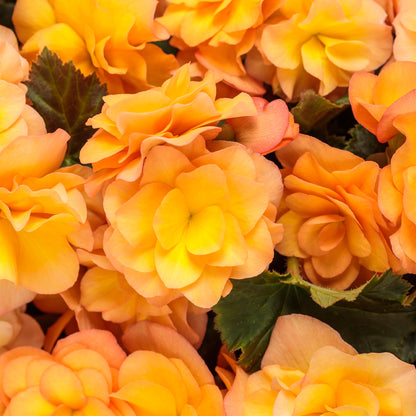 Solenia® Apricot Begonia