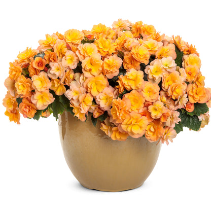 Solenia® Apricot Begonia