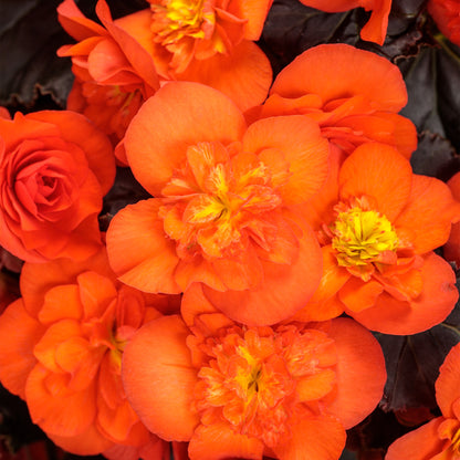 SOLENIA® Chocolate Orange Begonia