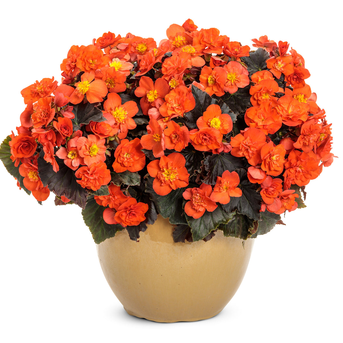 Bégonia SOLENIA® Chocolate Orange – Jardineries Botanix