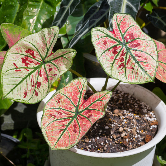 Caladium 'Strawberry Star'