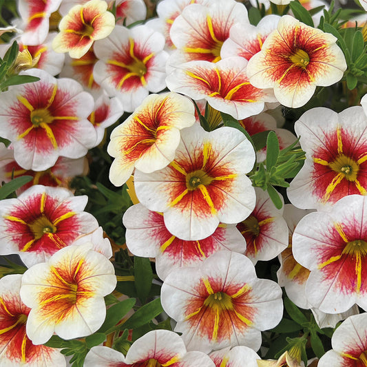 Calibrachoa CALITASTIC® Cappuccino