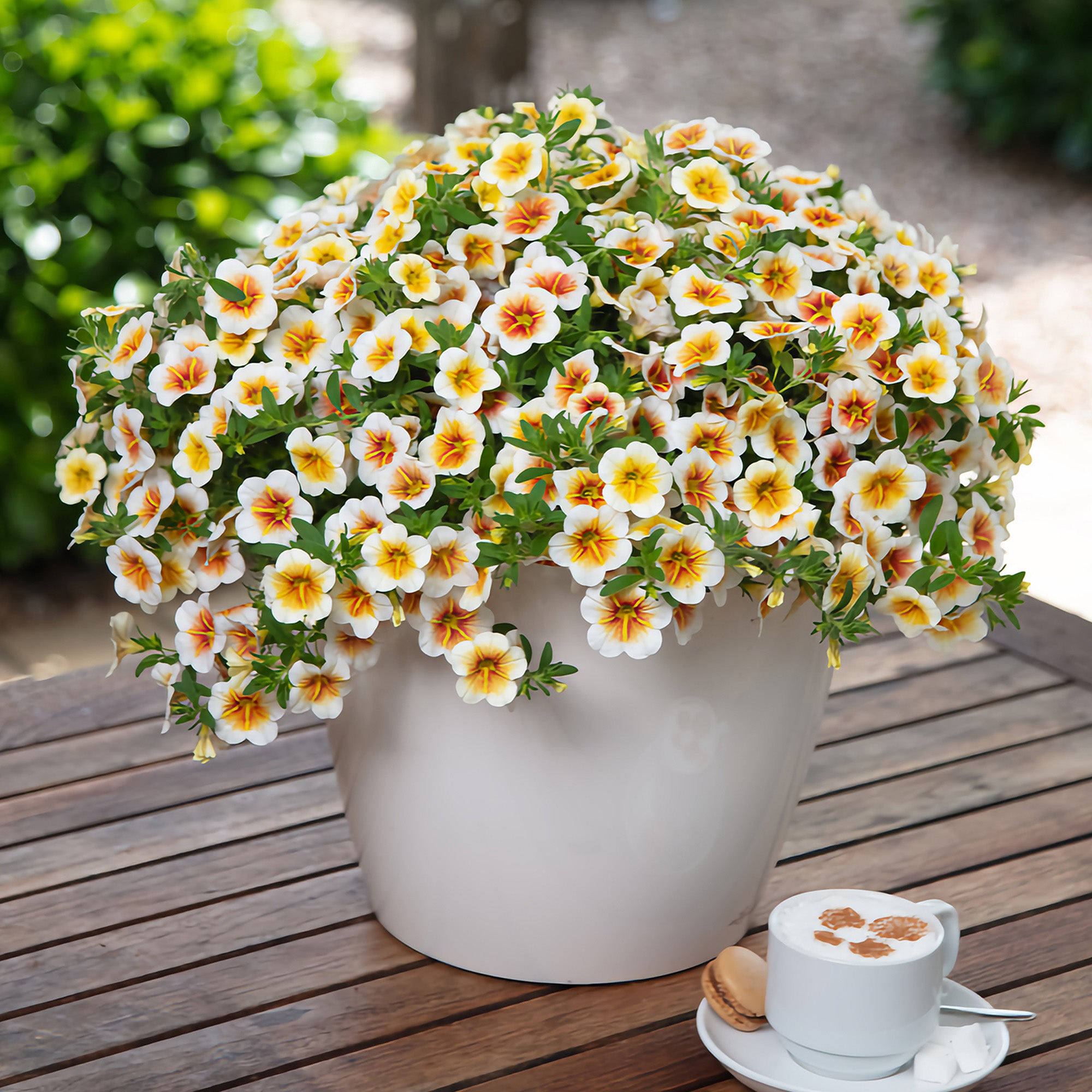 Calitastic Raspberry Calibrachoa CALITASTIC® Cappuccino – Jardineries Botanix