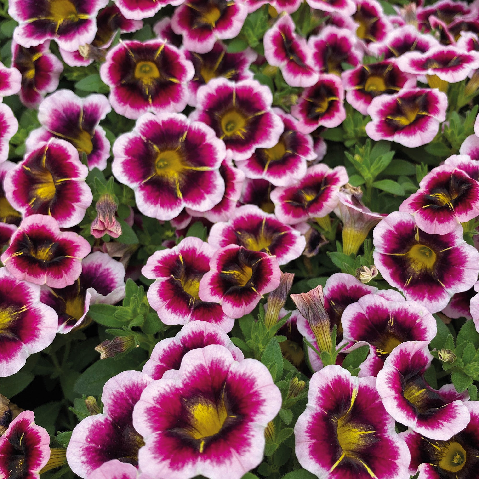 Calitastic Raspberry Calibrachoa CALITASTIC® Tricolore Pink – Jardineries Botanix