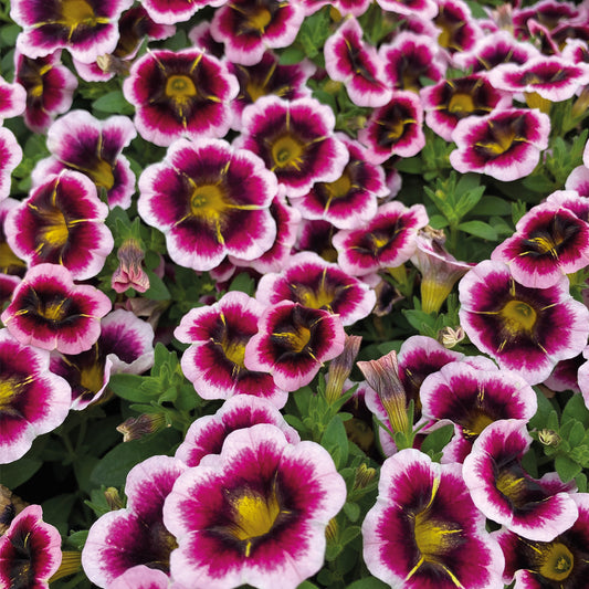 Calibrachoa CALITASTIC® Tricolore Pink