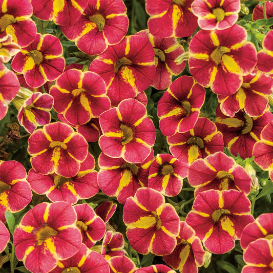 Calibrachoa SUPERBELLS® Cardinal Star