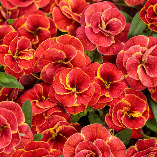 Calibrachoa SUPERBELLS® Double Redstone