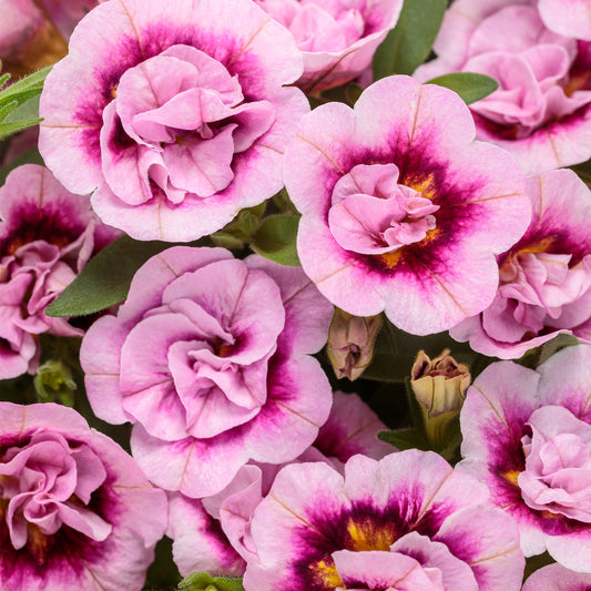 Calibrachoa SUPERBELLS® Double Smitten Pink