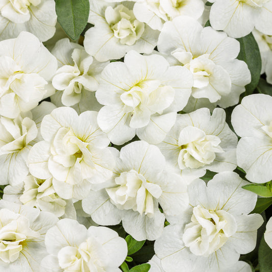 Calibrachoa SUPERBELLS® Double White