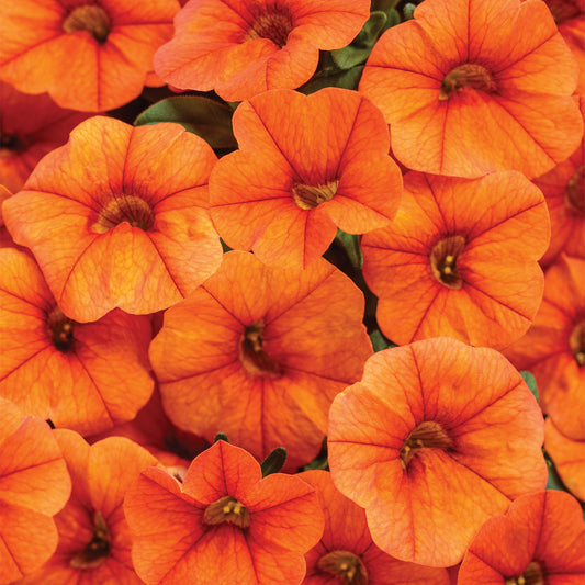 Calibrachoa SUPERBELLS® Double Dreamsicle