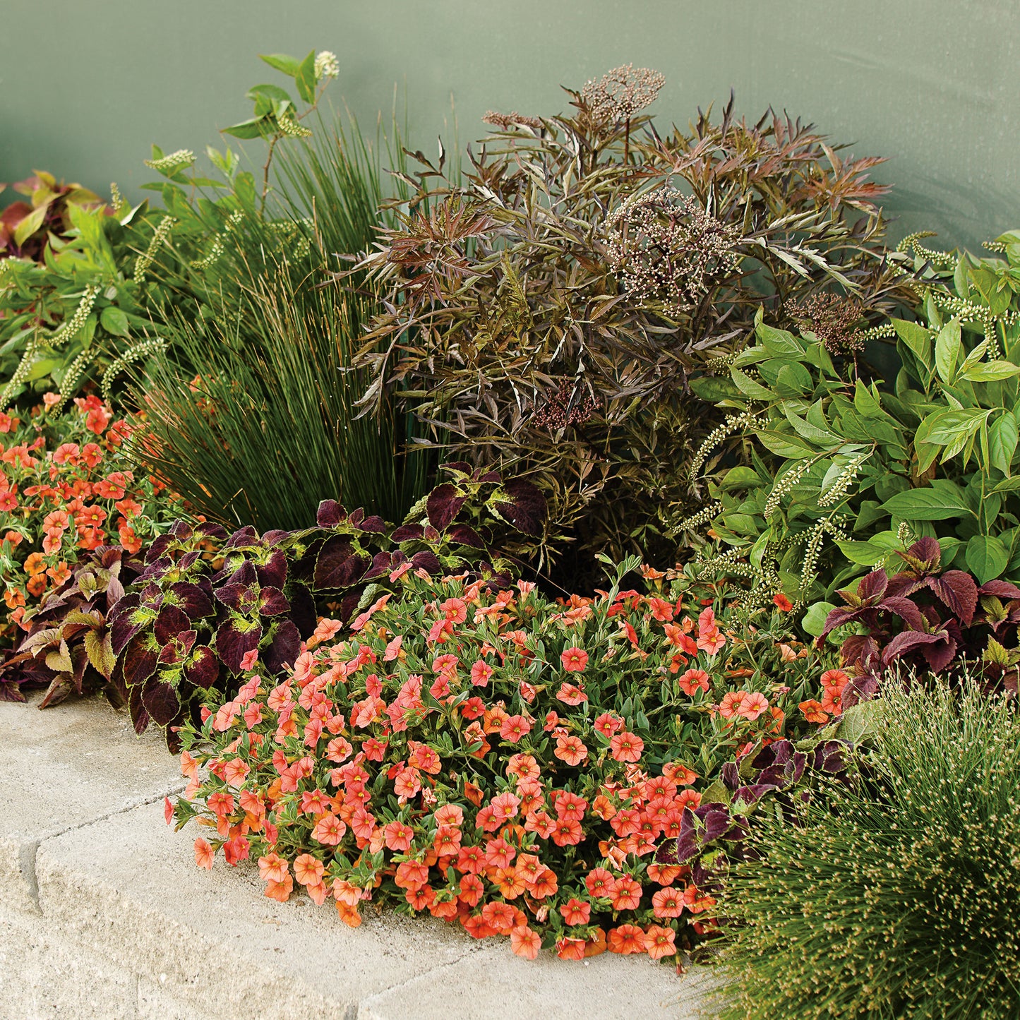 Calibrachoa SUPERBELLS® Double Dreamsicle