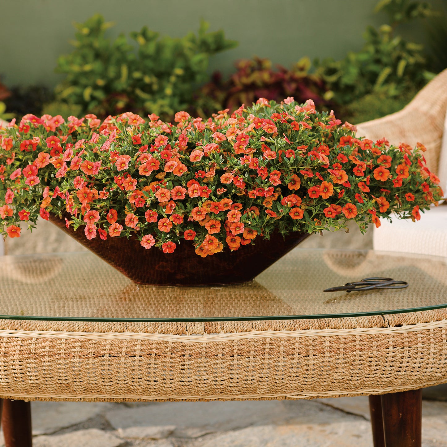 Calibrachoa SUPERBELLS® Double Dreamsicle