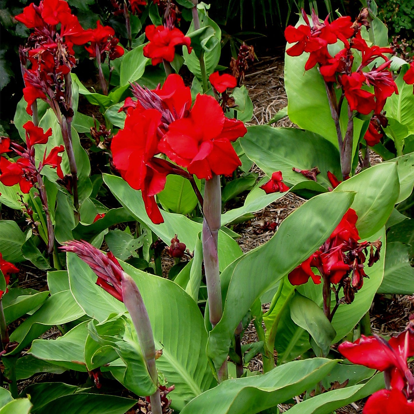 Canna 'Fire Dragon'