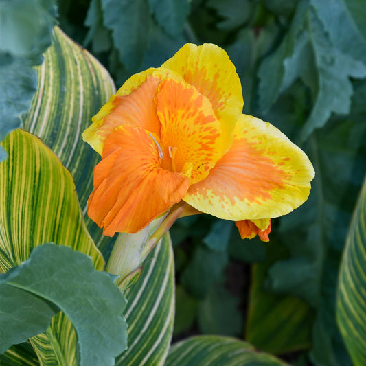 Canna 'Pretoria'