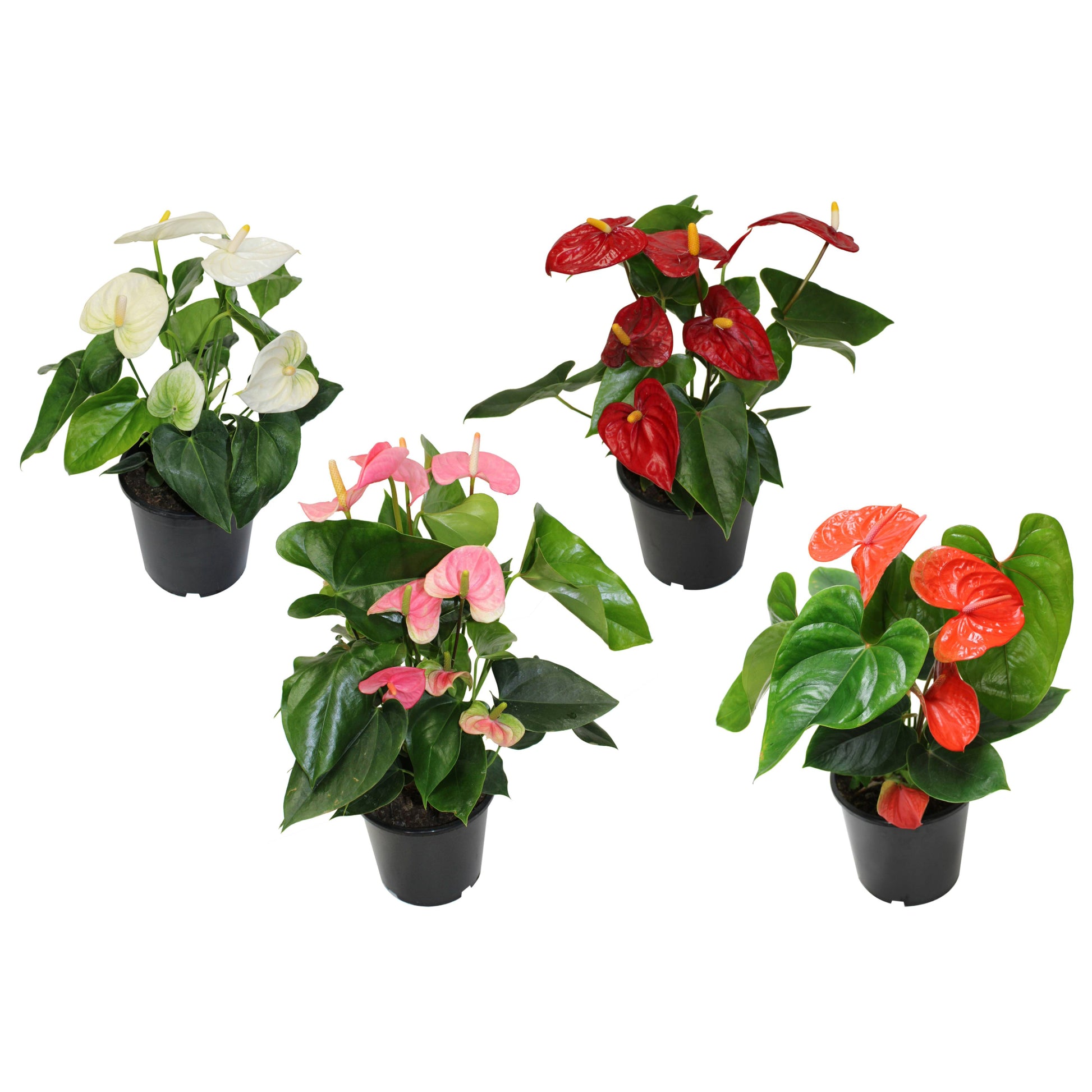 anthurium floraison Anthurium (Flamingo Flower) | Colourful Tropical Houseplant
