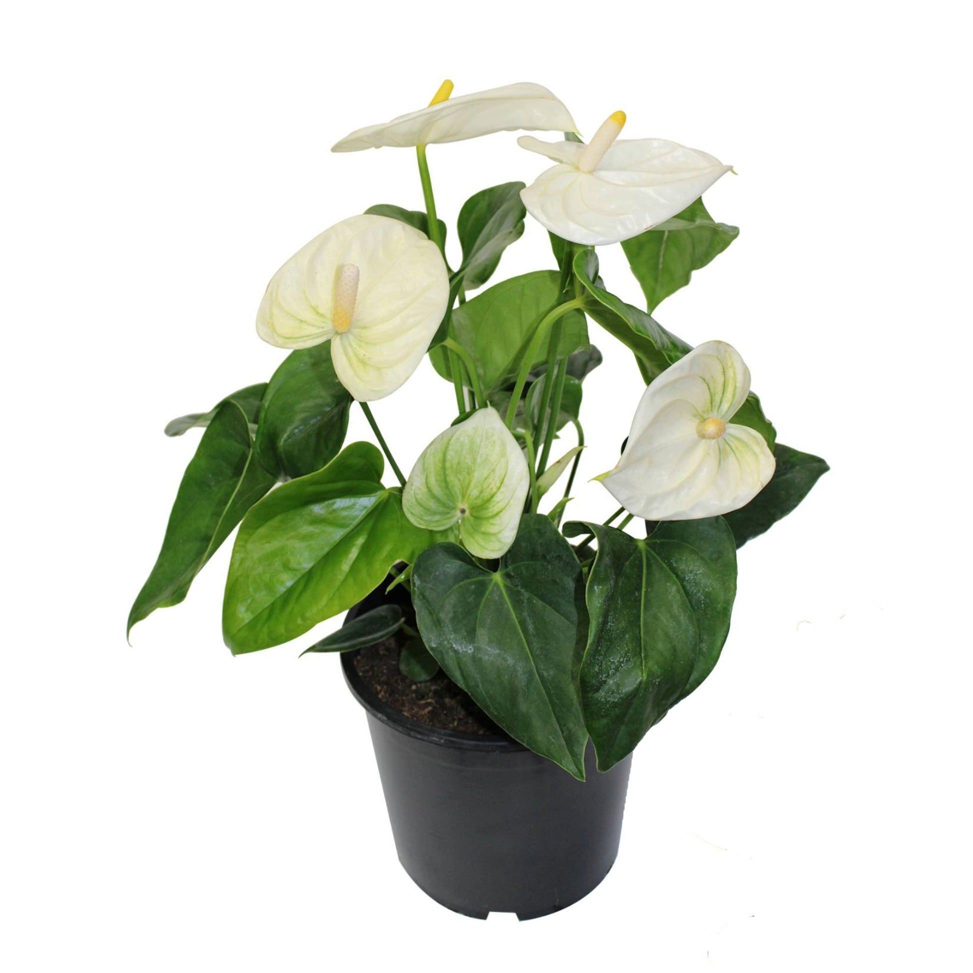 anthurium andraeanum white winner Anthurium (Flamingo Flower) | Colourful Tropical Houseplant