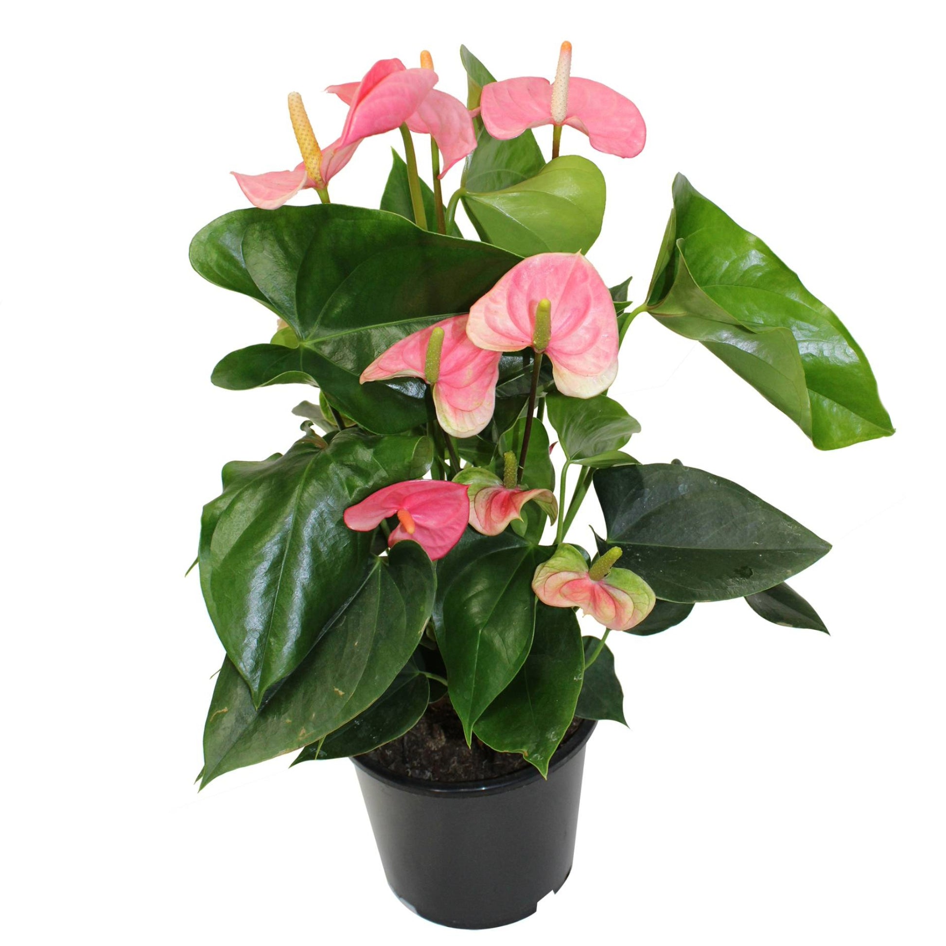 anthurium plante Anthurium (Flamingo Flower) | Colourful Tropical Houseplant