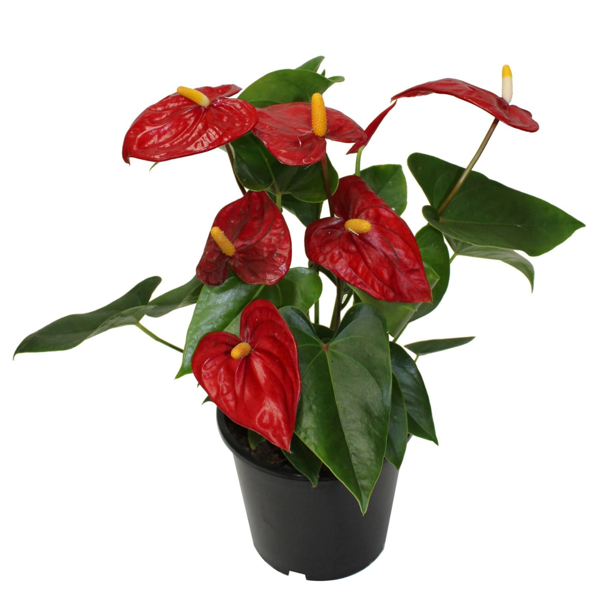anthurium calense Anthurium (Flamingo Flower) | Colourful Tropical Houseplant