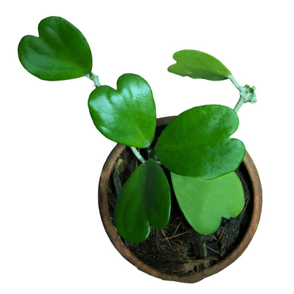 Hoya kerrii – Hoya cœur, Plante cœur