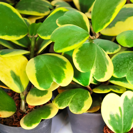 Sweet Heart, Variegated Valentine Hoya 