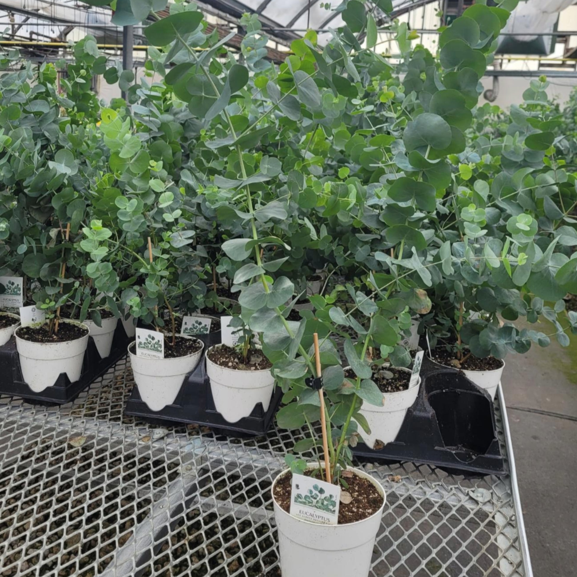 eucalyptus money plant Eucalyptus 'Silver Dollar' | Aromatic Silvery Gum