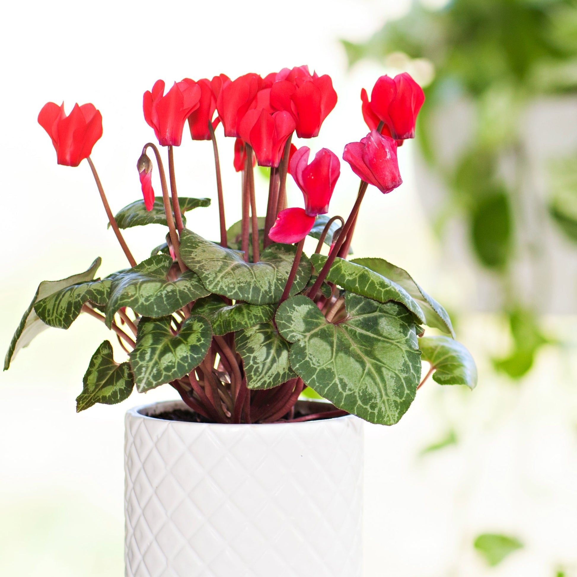 cyclamen potted plant Cyclamen: Vibrant Colours, Care Guide