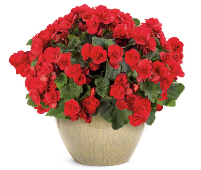 SOLENIA® Scarlet Begonia