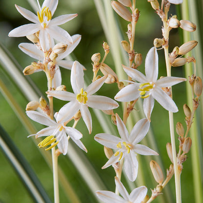 Plante araignée 'Starlight'