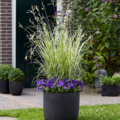 green and purple spider plant Starlight Spider Plant – Jardineries Botanix