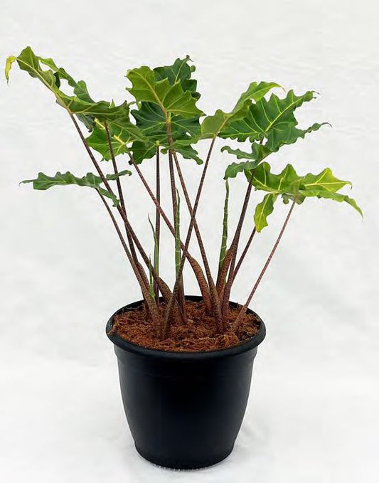 Golden Dragon' Elephant Ear