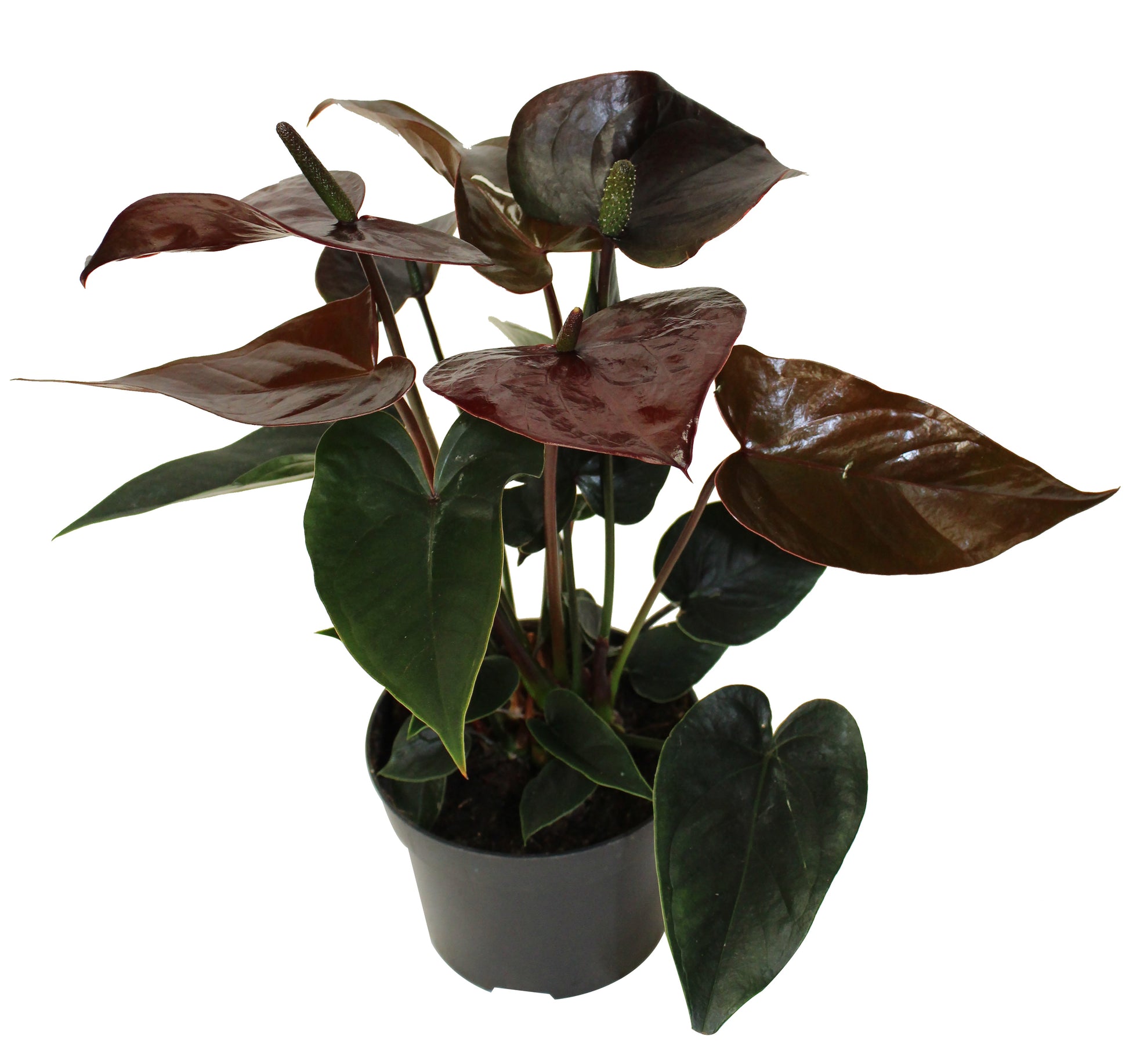 anthurium as an herb Anthurium (Flamingo Flower) | Colourful Tropical Houseplant